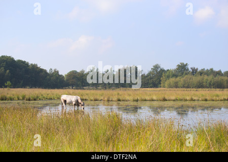 Piemontese Vacche Bovini di bere in natura il lago Foto Stock