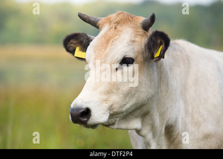 Bianco piemontese vacche in ambiente natura Foto Stock