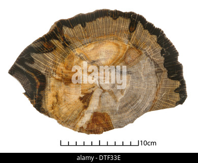 Quercus sp., rovere Foto Stock