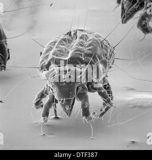 Tyrophagus casei, Acaro formaggio Foto Stock