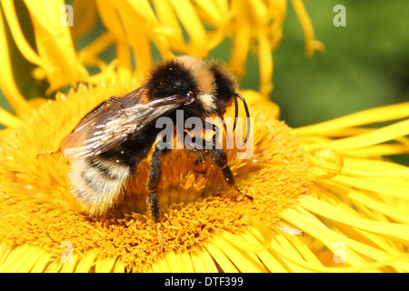 Buff tailed bumblebee alimentazione su un giallo fiore inula(4 di una serie di 5) Foto Stock