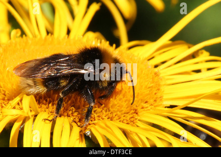 Buff tailed Bumble Bee alimentazione su un giallo fiore inula (5 di una serie di 5) Foto Stock