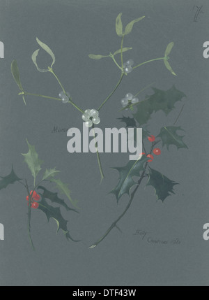 Viscum album vischio & Ilex sp., holly Foto Stock