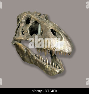 Produttori E Fabbriche Di Fossili Di Teschio Di Tyrannosaurus Rex - Foto 10