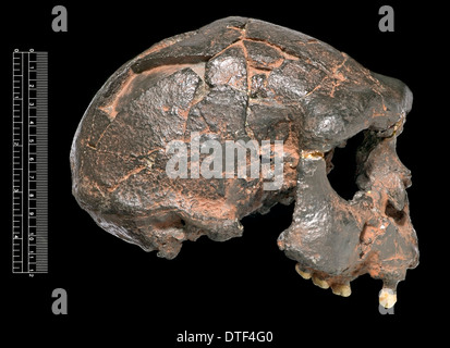 Homo erectus, Java uomo cranio (Sangiran 17) cast Foto Stock