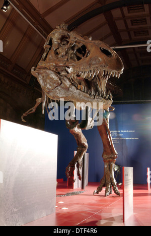 Tyrannosaurus rex skeleton Foto Stock