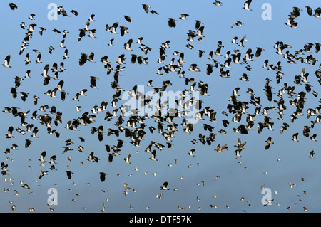 Gregge di Pavoncella - Vanellus vanellus e Dunlin - Calidris alpina in volo con tre Wigeon - Anas penelope Foto Stock