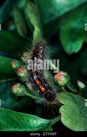 Euproctis chrysorrhoea, marrone-tail moth caterpillar Foto Stock
