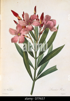 Nerium oleander, gli oleandri Foto Stock