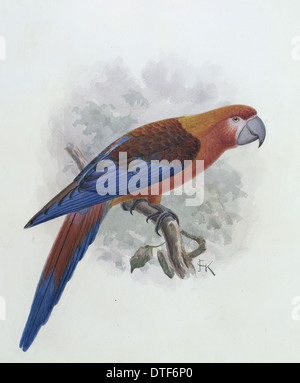 Ara tricolore, Hispaniolan macaw Foto Stock