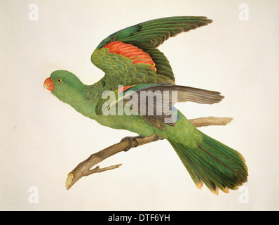 Aprosmictus erythropterus, rosso-winged parrot Foto Stock