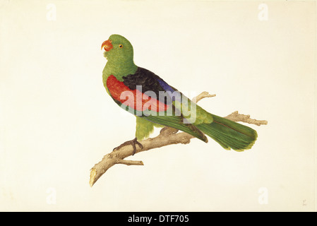 Aprosmictus erythropterus, rosso-winged parrot Foto Stock