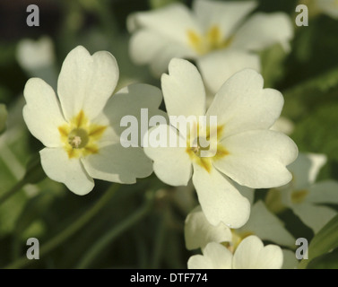Primula vulgaris, primrose Foto Stock