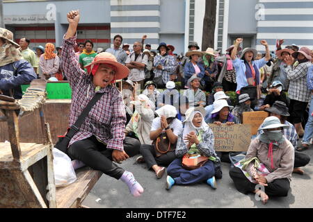 Bangkok, Tailandia. 17 feb 2014. Riso tailandese gli agricoltori a raccogliere il composto dell'Ufficio di Difesa segretario permanente durante un rally in Bangkok, capitale della Thailandia, Feb 17, 2014. Centinaia di agricoltori tailandesi di lunedì si è rotto nel composto dell'Ufficio di Difesa Segretario Permanente per chiedere una riunione con custode Primo Ministro Yingluck Shinawatra, che lavora lì temporaneamente. Credito: Gao Jianjun/Xinhua/Alamy Live News Foto Stock