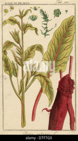 Beta vulgaris, bietole da Foto Stock