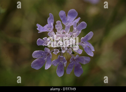 La Scabiosa colombari, scabious Foto Stock