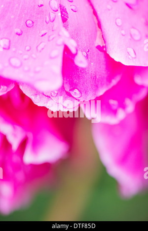 Close up di petali di rosa coperta con le gocce di pioggia e rugiada Foto Stock