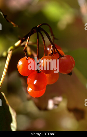 Viburnum lantana, wayfaring tree Foto Stock