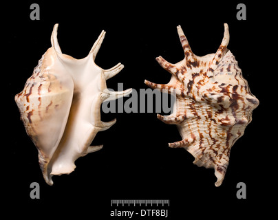 Strombidi strombidi, comune spider conch Foto Stock