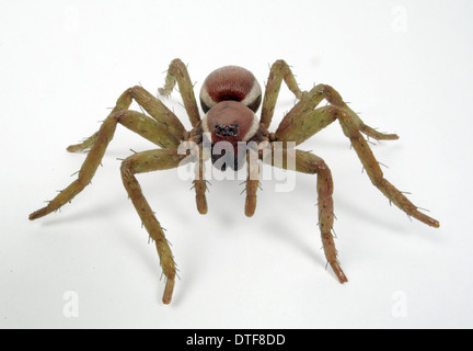 Dolomedes fimbriatus, grande zattera spider Foto Stock