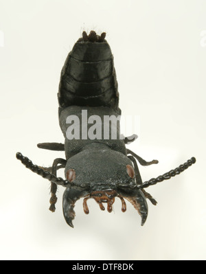 Ocypus olens, diavoli a cavallo dei pullman beetle Foto Stock