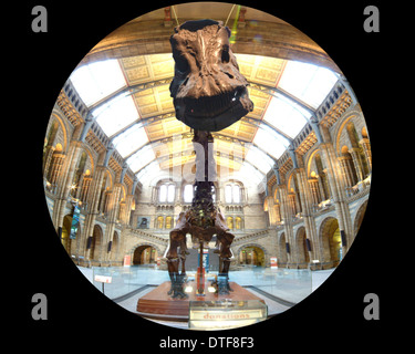 Diplodocus carnegiei Foto Stock