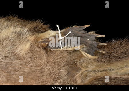 Ornithorhynchus anatinus, anatra fatturati platypus Foto Stock