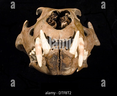 Lion il cranio con la ganascia inferiore visto dal lato destro Foto Stock