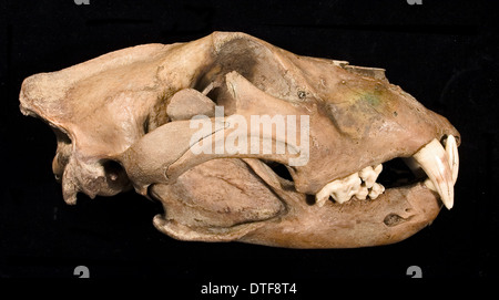 Lion il cranio con la ganascia inferiore osservato dalla parte anteriore Foto Stock