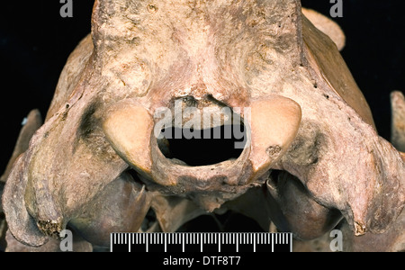 Dettaglio colpo di parzialmente infilled foramen magnum lion cranio Foto Stock
