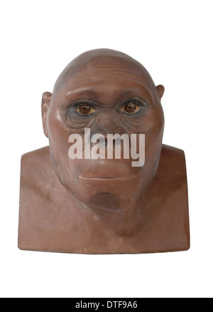 Australopithecus africanus Foto Stock