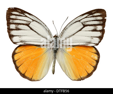 Cepora judith, arancione gabbiano Foto Stock