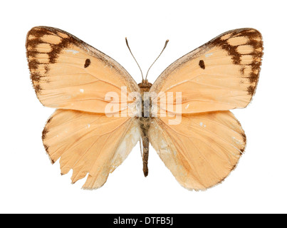 Colotis fausta, grande arabo di salmone Foto Stock