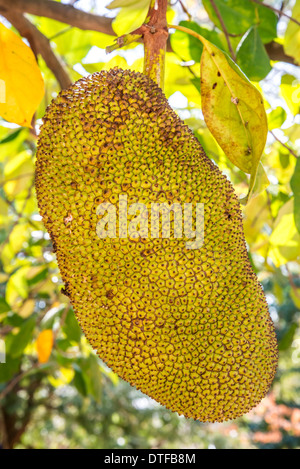 Jack grandi frutti pendenti sulla struttura ad albero in Thailandia Foto Stock