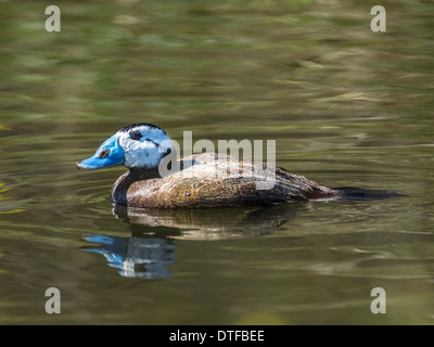 Rigido anatra codato Foto Stock