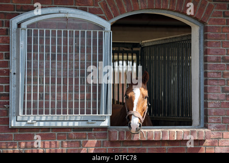 MÜNCHEHOFE, Germania, Cavallo guardando fuori della finestra del suo box Foto Stock