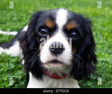 Carino cavalier spaniel sdraiati sull'erba Foto Stock