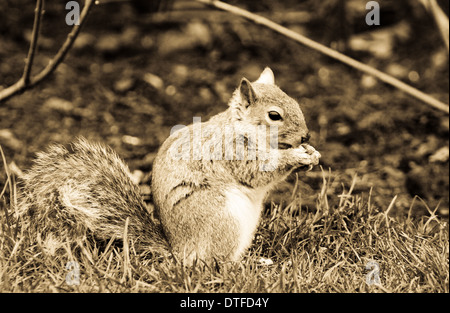 Grigio giovane scoiattolo (Sciurus carolinensis) mangiare acorn Foto Stock