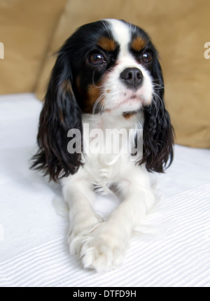 Carino cavalier spaniel sdraiato sul lettino Foto Stock