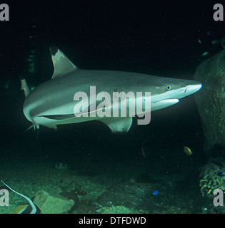 Carcharchinus metanoperus, punta nera Shark Reef Foto Stock