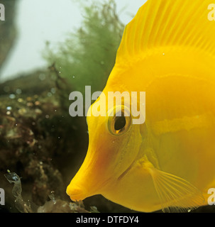 Zebrasoma flavescens, codolo giallo Foto Stock