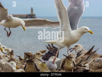 Flock Of Seagulls alimentare Foto Stock