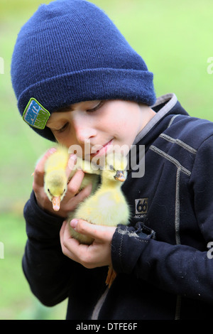 Nuovo Kätwin, Germania, ragazzo di coccole con due Gaensekueken Foto Stock