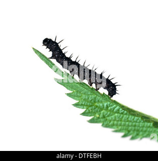 Inachis io, farfalla pavone caterpillar Foto Stock