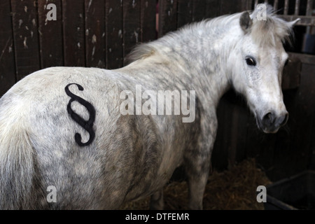 Koenigs Wusterhausen, Germania, pony Shetland con paragrafo segno sui quarti posteriori Foto Stock