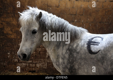 Koenigs Wusterhausen, Germania, pony Shetland con euro segno sul retro Foto Stock