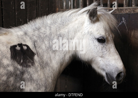 Koenigs Wusterhausen, Germania, pony Shetland con aquila federale sulla spalla Foto Stock