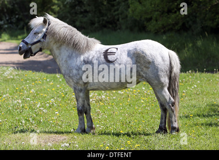 Koenigs Wusterhausen, Germania, pony Shetland con euro segno sul retro Foto Stock