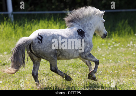 Koenigs Wusterhausen, Germania, pony Shetland con paragrafo segno e aquila federale al galoppo Foto Stock