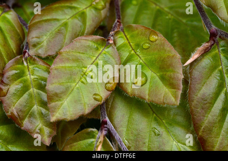 Close-up di gocce di acqua sulle foglie di faggio / Fagus sylvatica in faggio hedge. Foglia con gocce d'acqua su di esso Foto Stock